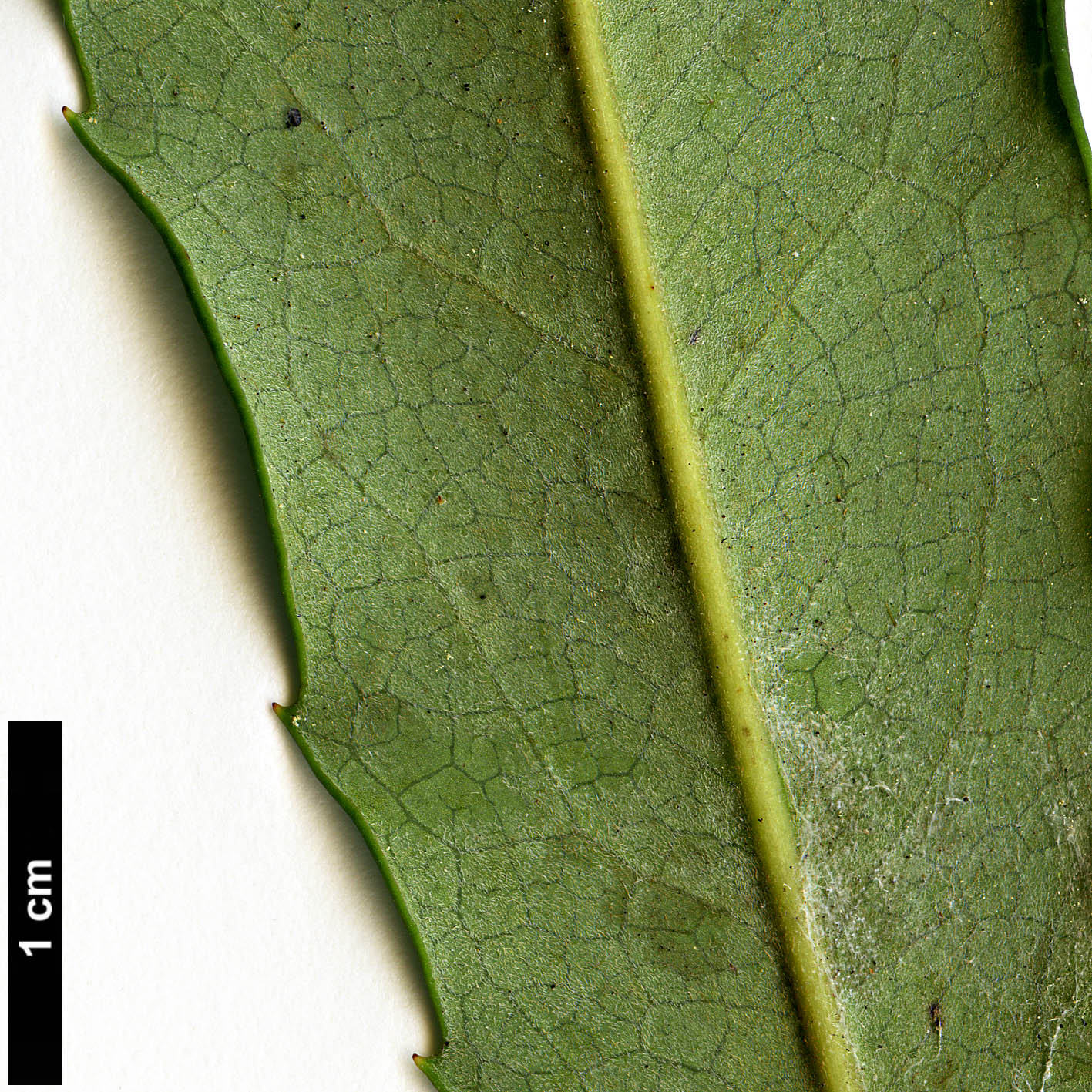 High resolution image: Family: Proteaceae - Genus: Lomatia - Taxon: dentata